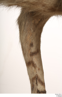 Striped Hyena Hyaena hyaena leg 0081.jpg